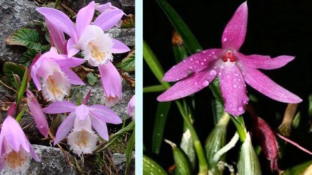 Плейоне – орхидея смотреть онлайн