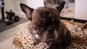 Французский бульдог писает по всей квартире