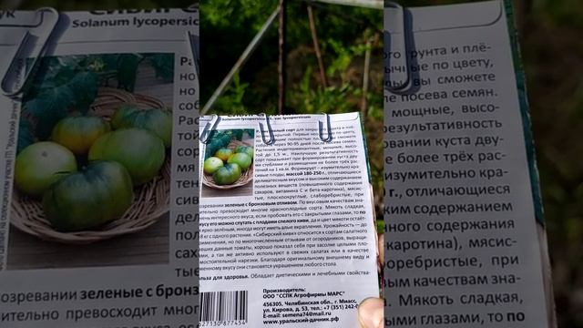 Обзор сорта томата сибирский киви. 15 июля 2019 смотреть онлайн