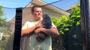 Кошка остается одна дома. Как избежать неприятных сюрпризов? Памятка для уезжающих хозяев