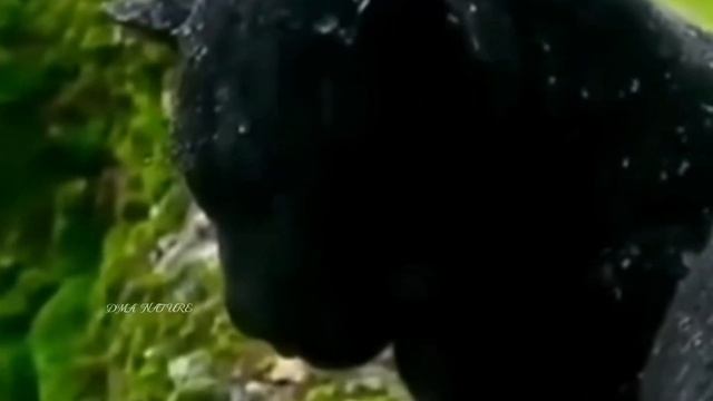 Таинственная чёрная Пантера. Black panther. Пантера - бесстрашный призрак Джунглей. Лес. Джунгли