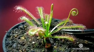 Обрезка цветоноса у РОСЯНКИ. Что делать, если росянка пустила цветонос? Хижа Росичка в Україні.