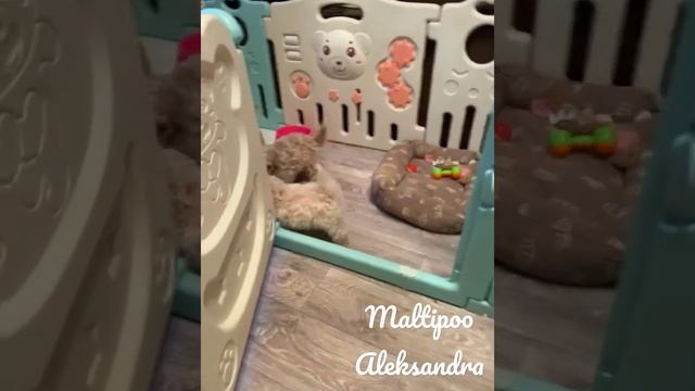 мальтипу питомник ❤️есть свободные щенята мальтипу Ф1 ❤️только настоящие мальтипу ✔️