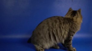 Сибирская кошечка Vivian, 6,5 месяцев