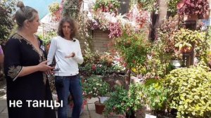 Фестиваль фуксий. Полина Кисилёва и Татьяна Ракутина о королевской фуксии-Fuchsia regia.