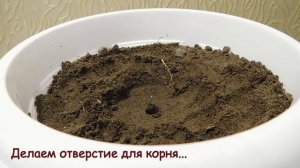 Как посадить авокадо в грунт.