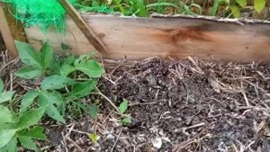 Зацвела пассифлора Индиго. Переопыляю её саму на себя