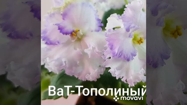 Фиалки украинской селекции смотреть онлайн