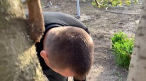 Прививка черешни на вишню,три способа.cherry grafting