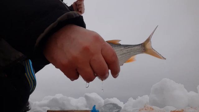 Такая рыбалка бывает тоже. Белоярское водохранилище, лодочная.