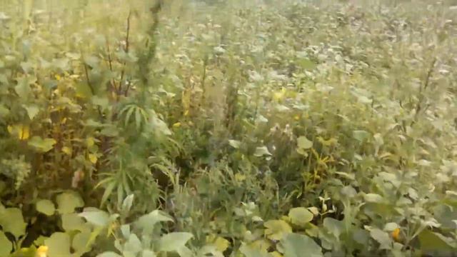 Огурцы на грядке."Вот тебе бабушка и.....корнишоны" смотреть онлайн