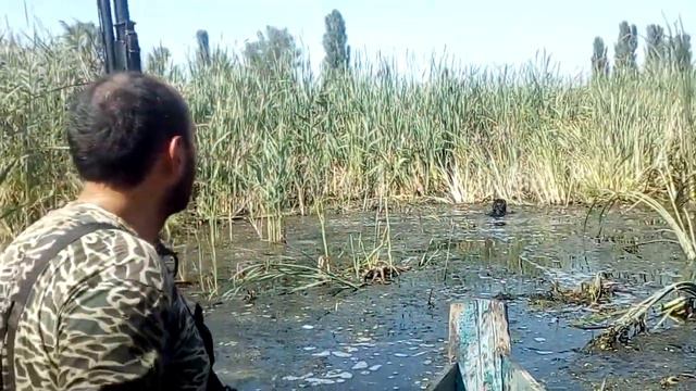 Русский спаниель Стелла,ищет две сбитых утки. смотреть онлайн