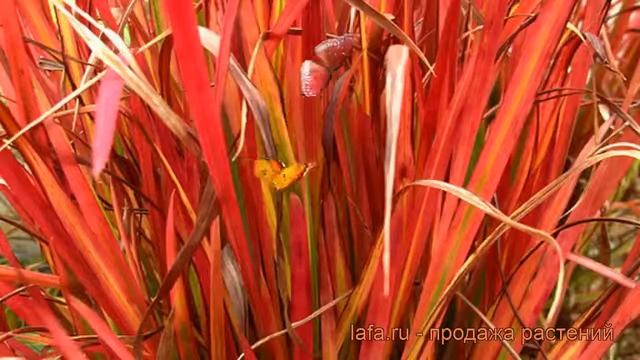 Императа декоративный Ред Барон (red baron) ? обзор: как сажать, саженцы императы Ред Барон смотреть онлайн