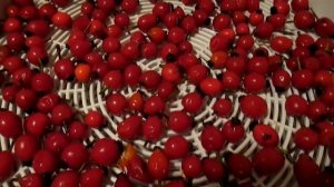 ШИПОВНИК. КАКОЙ СОРТ? ПОМОГИТЕ УЗНАТЬ.