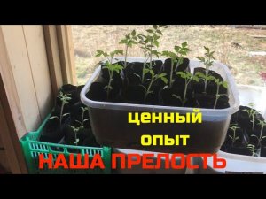 Наша прелость  Грунт для рассады  Ценный опыт