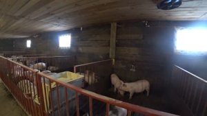 Свиньи в морозы / Работа щелевого пола