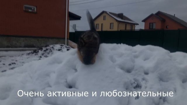 Собаки. Финно-угорские арзуки. Финно-угорские овчарки смотреть онлайн