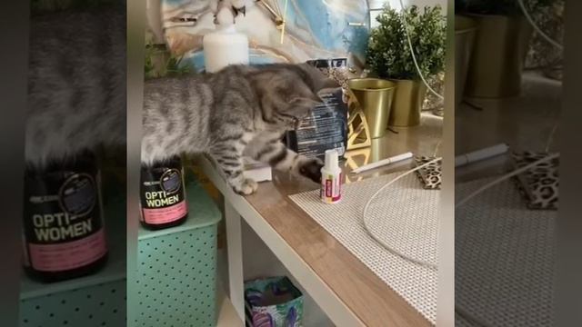 Веселый кот 🐱🐱🐱