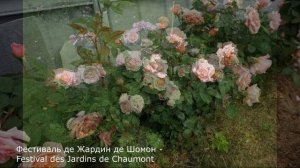 Краткий обзор розы Фестиваль де Жардин де Шомон - Festival des Jardins de Chaumont (Massad 2006)