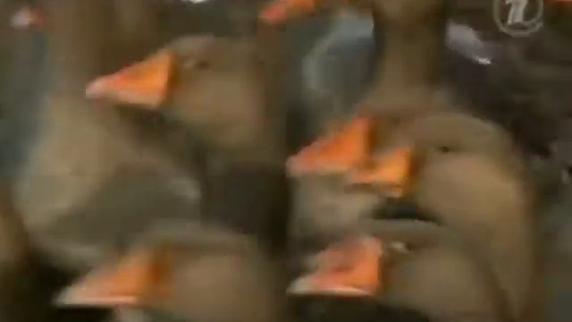 Шадринский гусь