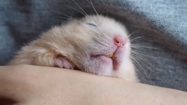 СМЕШНЫЕ ХОМЯКИ ОЗВУЧКА большой хома Брашик)