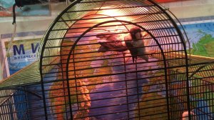 Купила неразлучников в УЖАСНОМ СОСТОЯНИИ!!! Будем спасать!