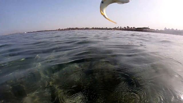 МУРЕНА в ДЕЛЕ | РЫБАЛКА в КРАСНОМ МОРЕ с БЕРЕГА | ПОДВОДНЫЙ МИР ЕГИПТА