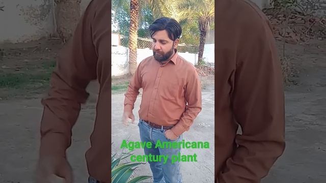 Century Plant (Agave Americana) Ornamental plant смотреть онлайн