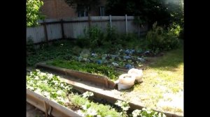 Огород без хлопот Правильно поливаем огород