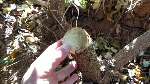 COMO ENXERTAR MAIS DE 25 CORES EM BOUGANVILLES / PRIMAVERA ? (BOUGAINVILLEA) смотреть онлайн