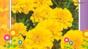Бархатцы отклоненные Лемон дроп. Краткий обзор, описание характеристик tagetes patula Lemon drop