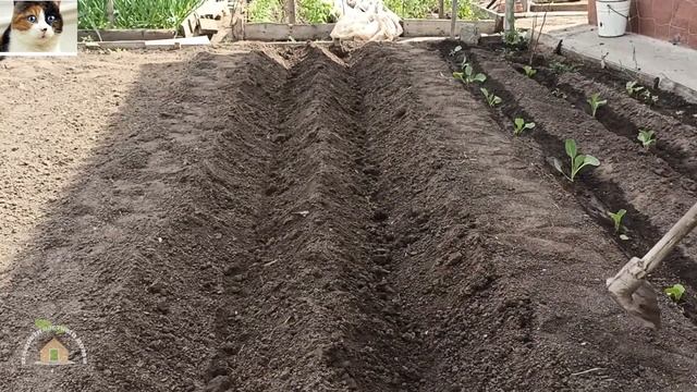 Как правильно сделать грядки траншеи под помидоры в открытом грунте