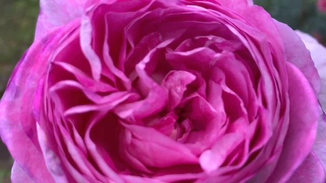 Роза Saphir, Rosen Tantau, 2015 смотреть онлайн