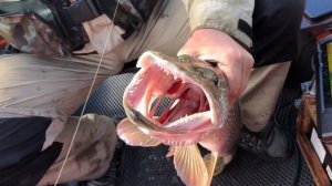 Рыбалка на реке Обь. Томская область, Молчаново!