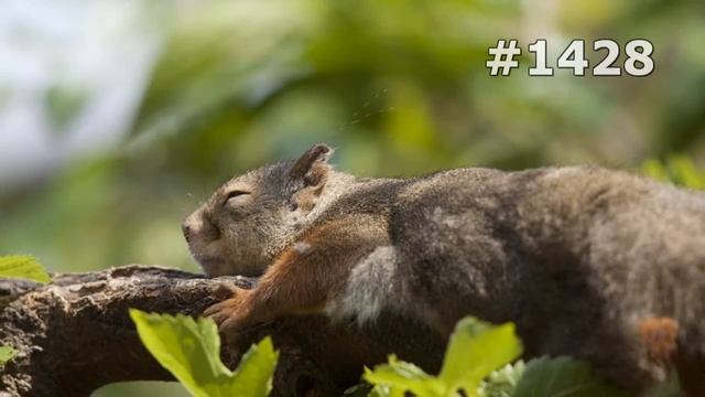 #1428. Белки (В мире животных) смотреть онлайн