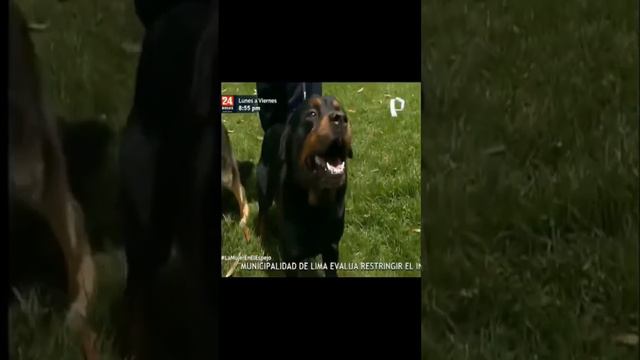 Los perros sabían que ella era Barbara Montesinos || #lamujerenelespejo || Paola Rey y Juan Alfonso