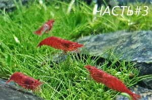 Жареные барбусы!!! ЧАСТЬ#3