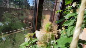 8.04.2023 Ежевика на балконе