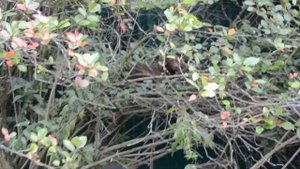 Паттердейл терьер Вольт 4 месяца