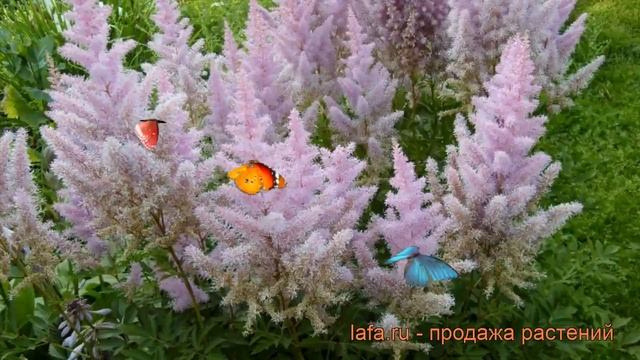 Астильба арендса Гиацинт (astilbe x arendsii) ? Гиацинт обзор: как сажать, рассада астильбы Гиацинт смотреть онлайн