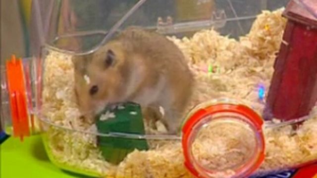 Математика 17. Теория вероятностей. Квадратура круга — Академия занимательных наук смотреть онлайн