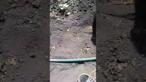 Дыни на Южном Урале!