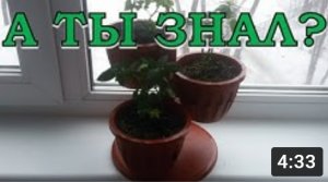 Как пересадить КОМНАТНУЮ РОЗУ????