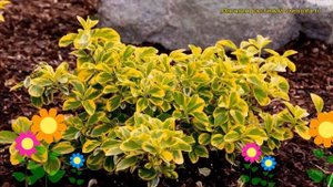 Бересклет форчуна Эмеральд энд Голд. Краткий обзор, описание euonymus fortunei Emerald'n'gold