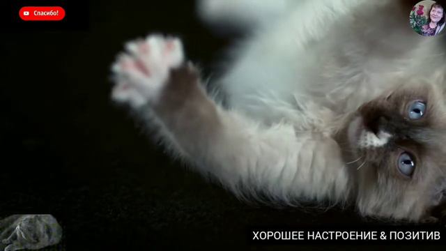 Отряхивающиеся коты.😸
