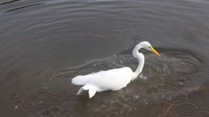 Цапля пытается поймать рыбу