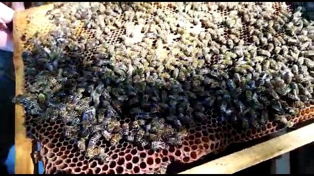 Однорамочные отводки пчел, расширяю пасеку. Однорамочный отводок от формирования до засева матки.