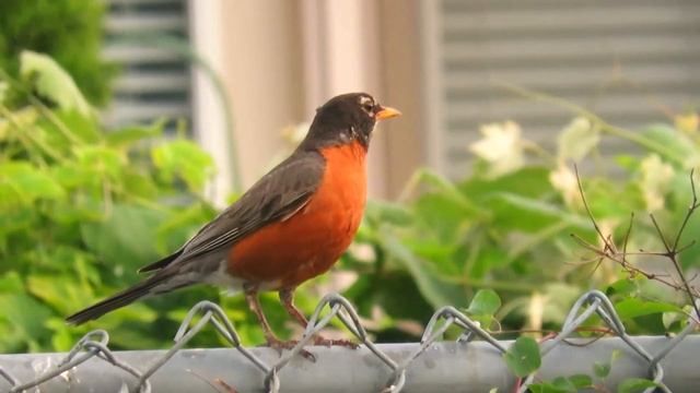 Robin Call - Bird With An Orange Chest смотреть онлайн