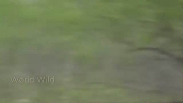 Битвы леопардов. Леопард против льва. смотреть онлайн