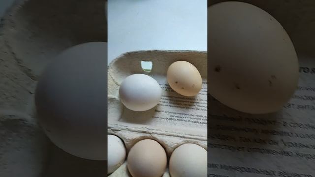 Куриные яйца натуральные?? смотреть онлайн